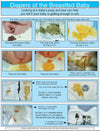 The Diaper Diary